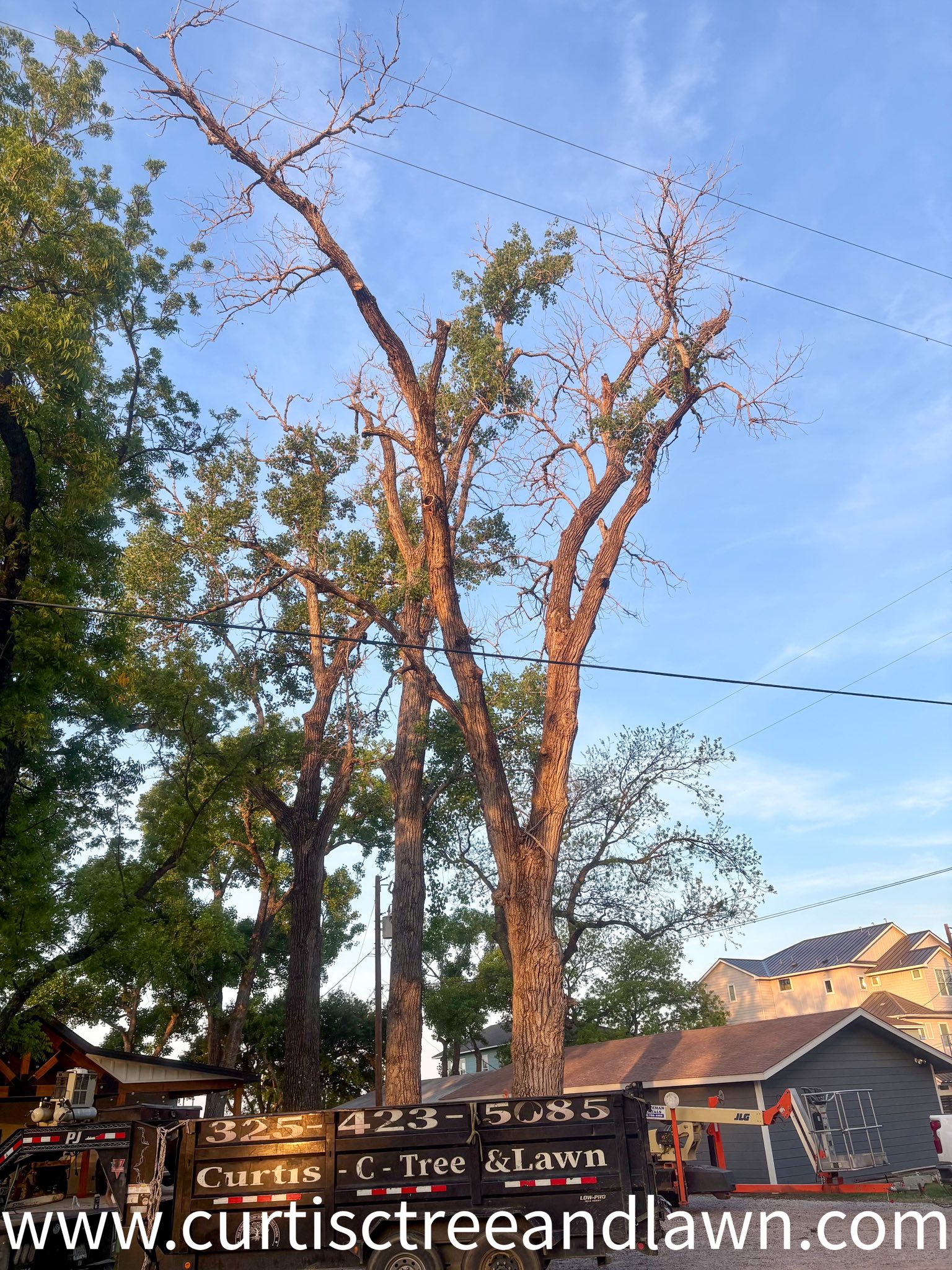1 tree removal before emergency tree removal