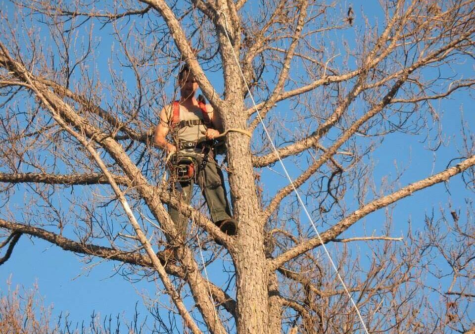 Worried About Dangerous Trees? Get Reliable Tree Service Before It’s Too Late