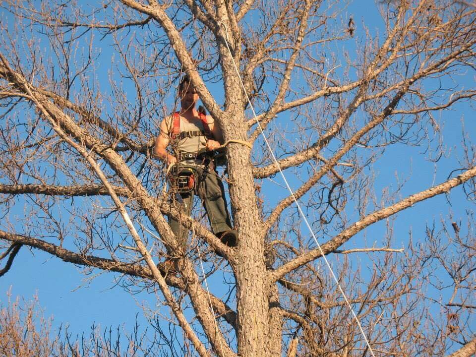 tree service