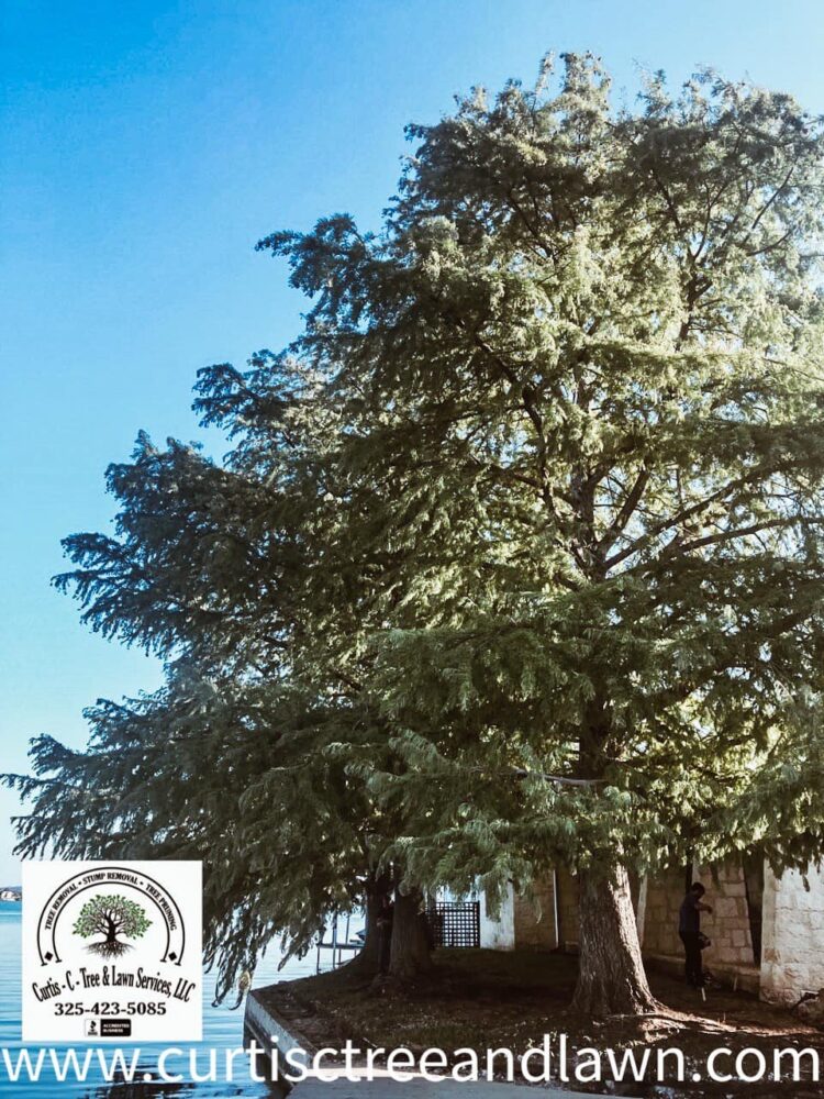 large tree removal before large tree removal before