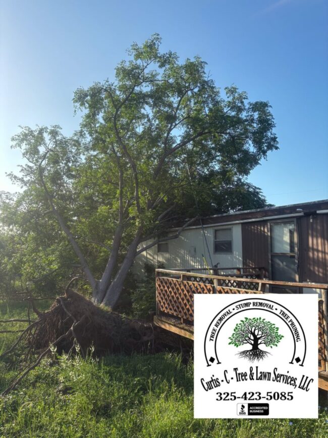 storm damage tree removal before storm damage tree