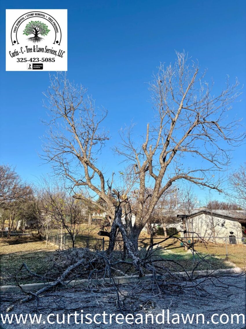 tree clean up 1 tree clean up 1