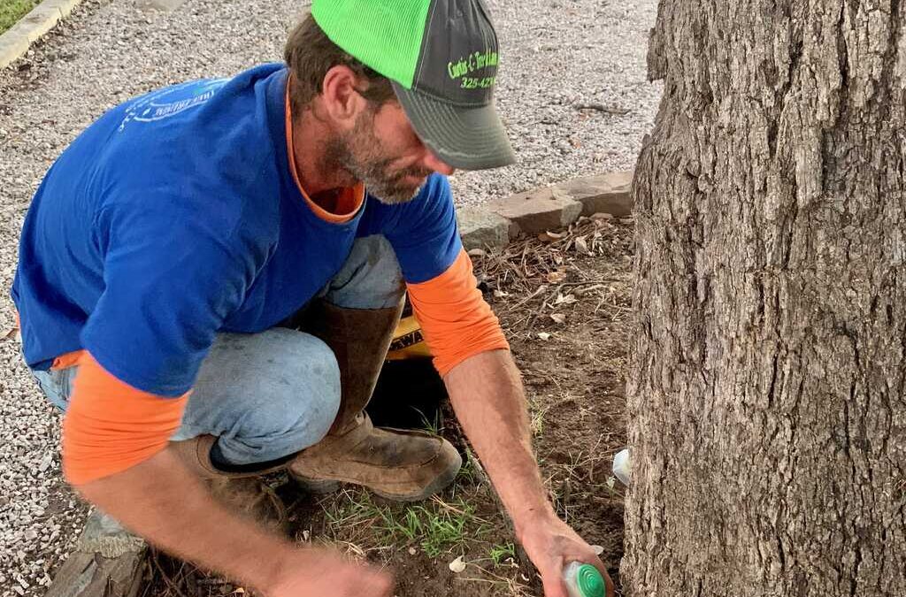 Complete Guide to Tree Removal, Trimming, and Stump Grinding in Burnet, TX