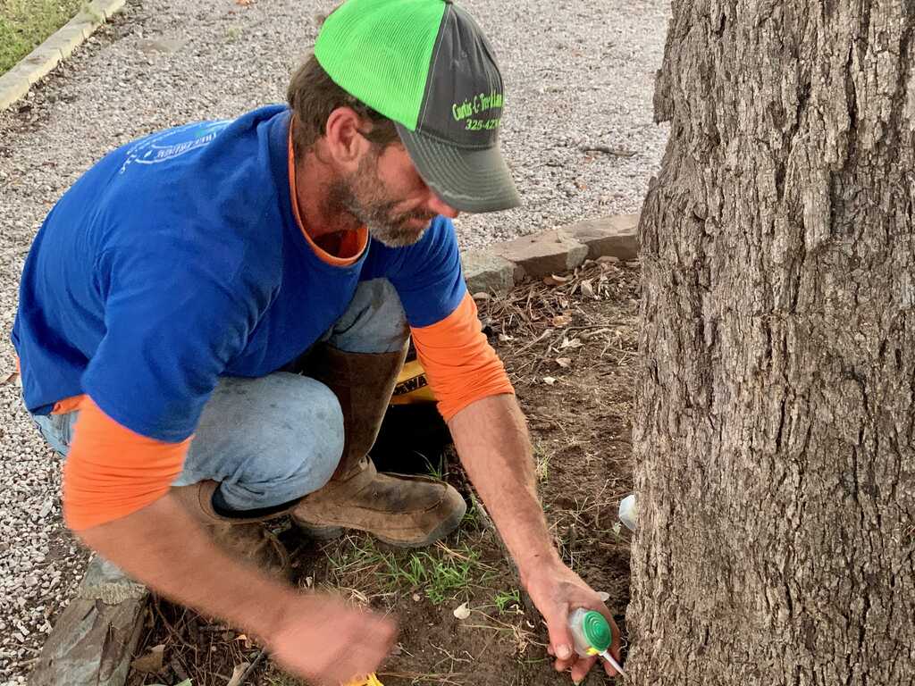 Complete Guide to Tree Removal, Trimming, and Stump Grinding in Burnet, TX
