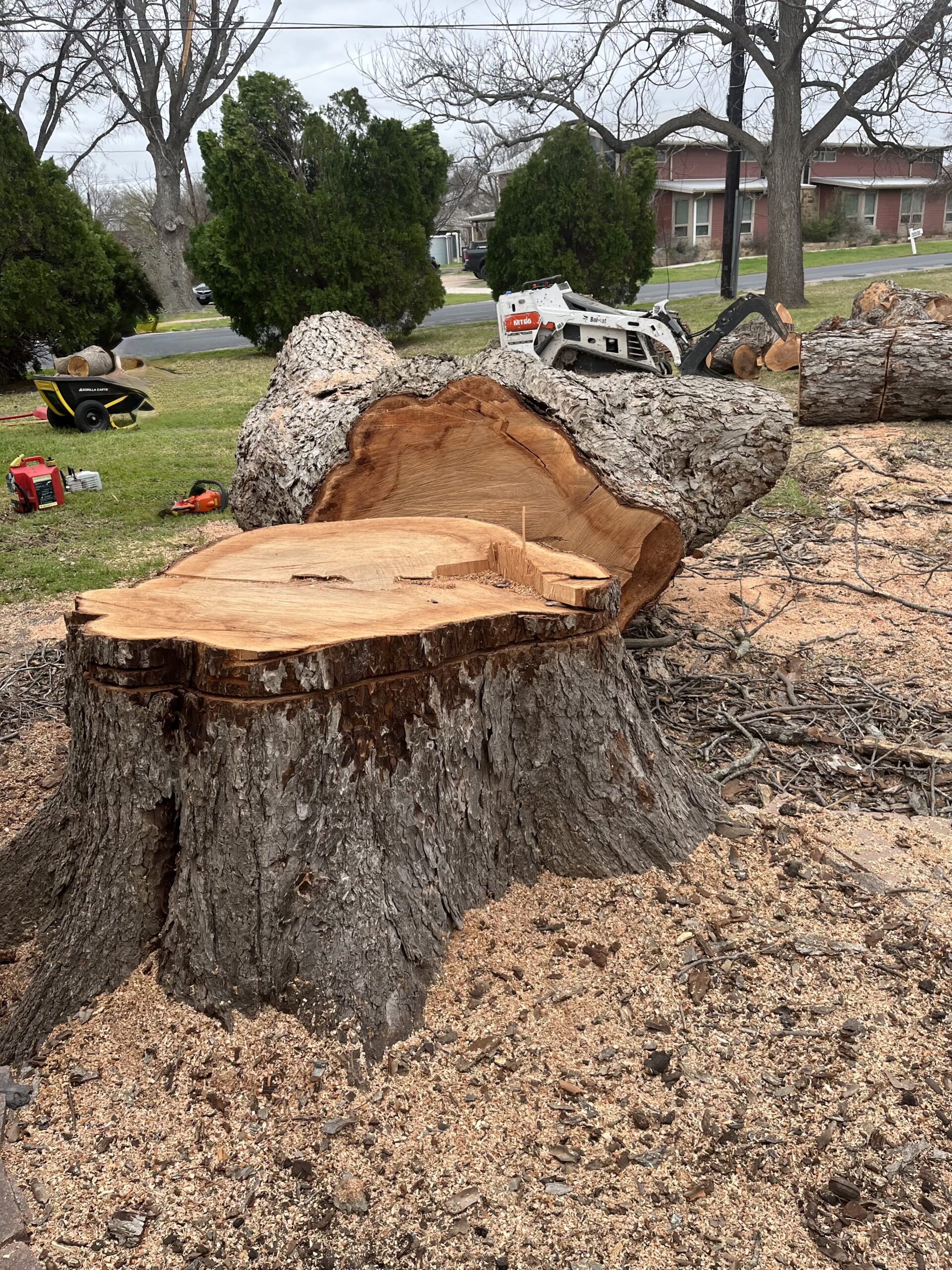 Tree removal and stump grinding