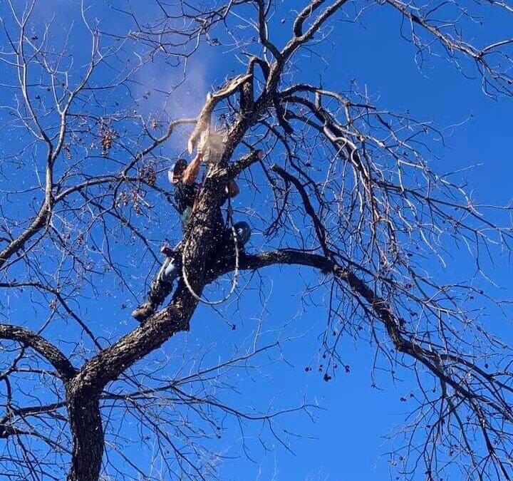 Tree Pruning Services: 5 Signs It’s Time to Call a Pro