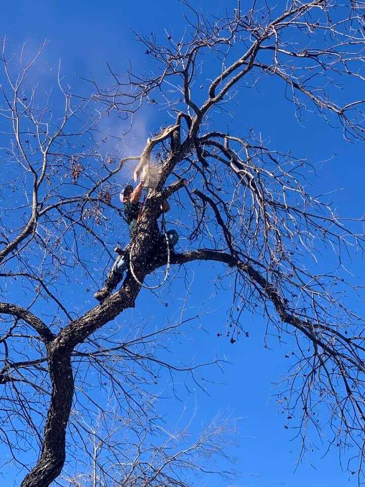 Curtis-c tree trimming tree trimming and pruning near me