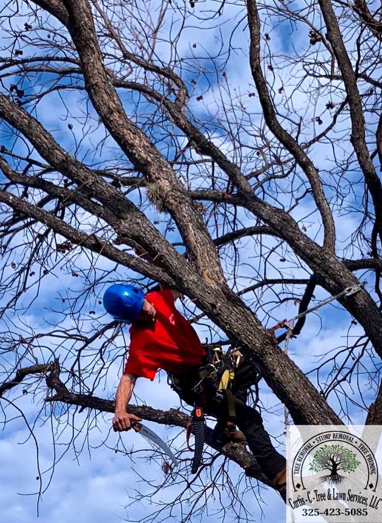 Curtis-C tree removal tree removal