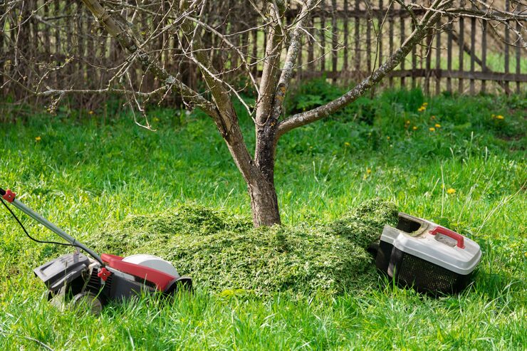 Tree & Lawn Services