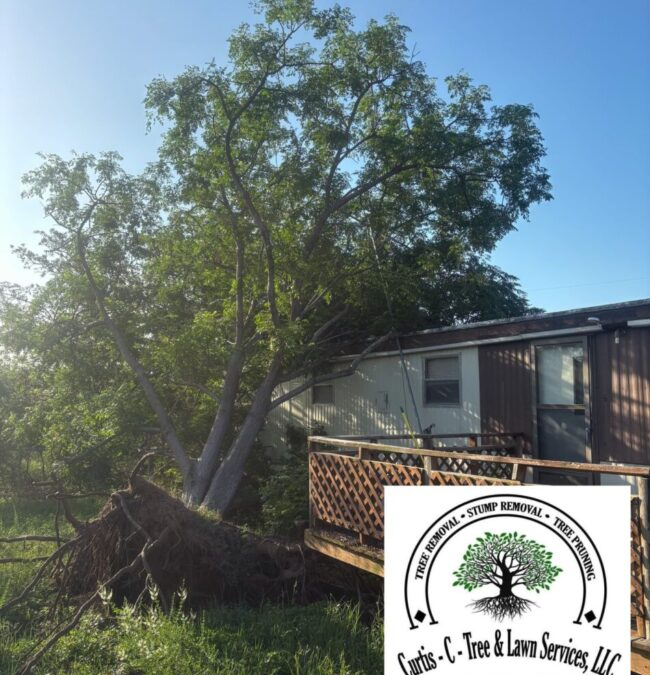 What to Expect From an Emergency Tree Service: A Texas Hill Country Storm Guide
